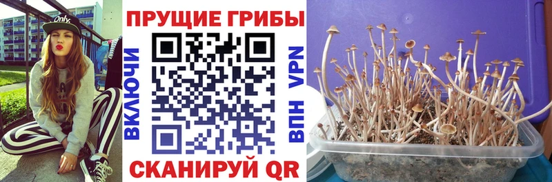 Купить закладки  Бугуруслан  Псилоцибиновые грибы Psilocybe 